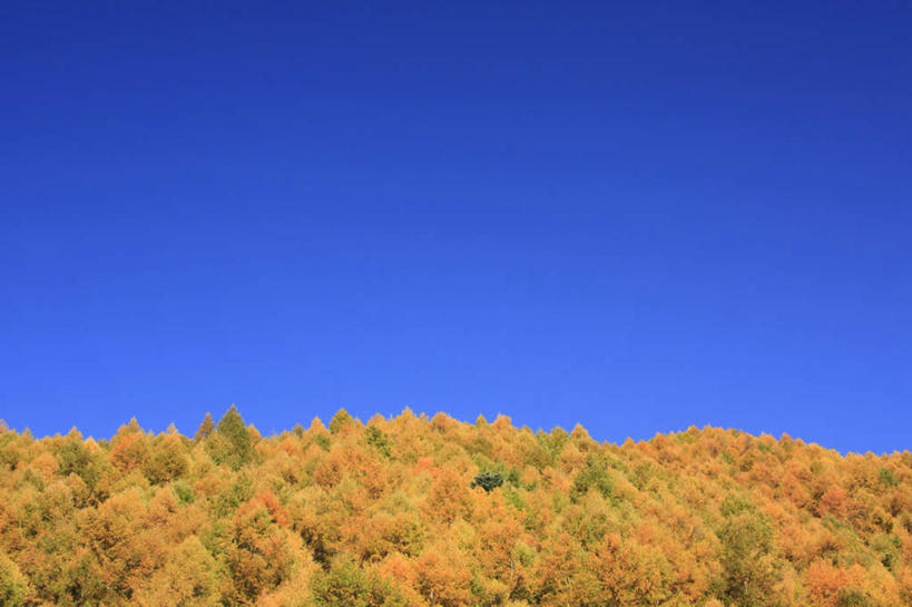 无人,横图,室外,白天,仰视,旅游,度假,美景,秋季,树林,植物,叶子,长野县,日本,亚洲,许多,景观,枯叶,落叶,娱乐,树,树木,黄色,红色,蓝色,绿色,蓝天,天空,自然,天,享受,休闲,景色,放松,生长,晴朗,成长,自然风光,东亚,本州,万里无云,本州岛,日本国,中部地方,长野,叶,叶片,晴空,晴空万里,秋,秋天,彩图,低角度拍摄