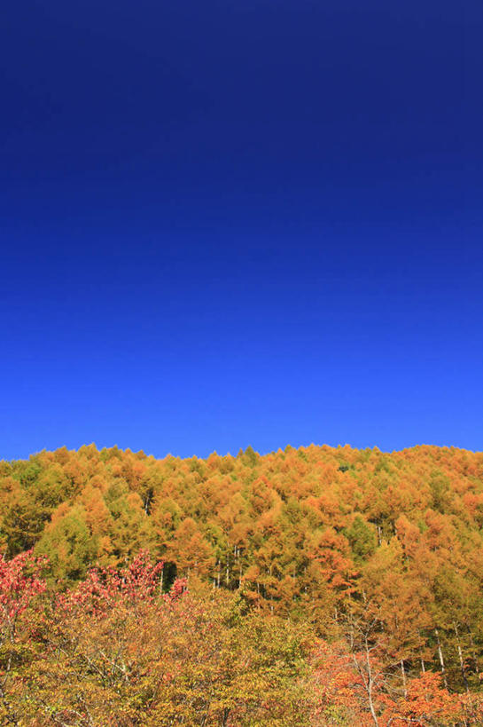 无人,竖图,室外,白天,仰视,旅游,度假,美景,秋季,树林,植物,叶子,长野县,日本,亚洲,许多,景观,枯叶,落叶,娱乐,树,树木,黄色,红色,蓝色,绿色,蓝天,天空,自然,天,享受,休闲,景色,放松,生长,晴朗,成长,自然风光,东亚,本州,万里无云,本州岛,日本国,中部地方,长野,叶,叶片,晴空,晴空万里,秋,秋天,彩图,低角度拍摄