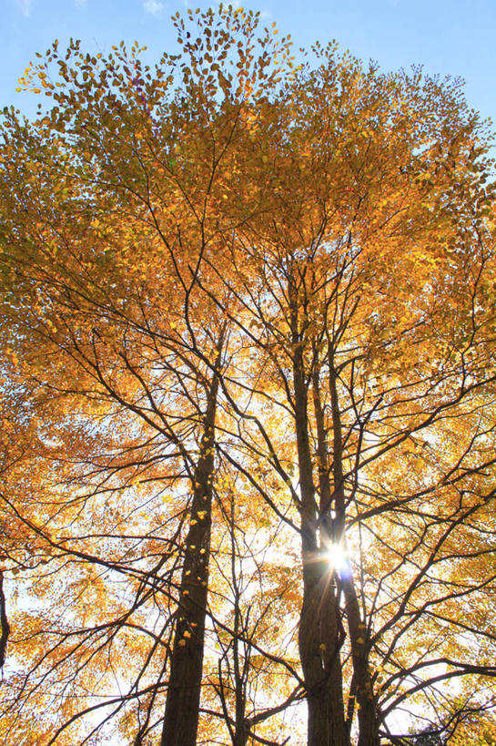 无人,竖图,室外,白天,仰视,旅游,度假,美景,秋季,太阳,植物,叶子,长野县,日本,亚洲,许多,阴影,光线,影子,景观,云,云朵,枯叶,落叶,云彩,三颗,娱乐,树,树木,黄色,红色,蓝色,绿色,白云,蓝天,天空,阳光,自然,天,享受,休闲,景色,放松,生长,晴朗,成长,自然风光,东亚,七叶树,本州,本州岛,日本国,中部地方,长野,娑罗树,叶,叶片,晴空,秋,秋天,彩图,低角度拍摄