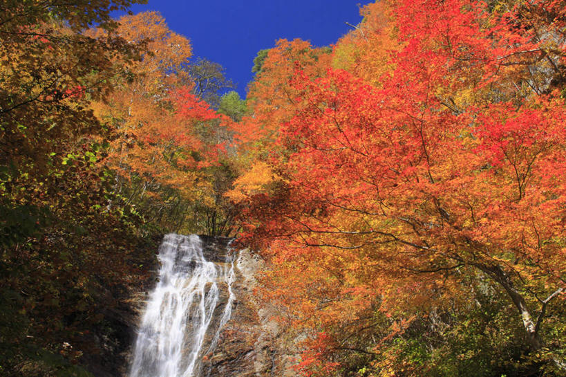 无人,横图,室外,白天,仰视,旅游,度假,美景,瀑布,秋季,水,植物,叶子,长野县,日本,亚洲,许多,阴影,飞溅,湍急,溅,光线,液体,影子,景观,水滴,枯叶,落叶,娱乐,水珠,树,树木,黄色,红色,蓝色,绿色,蓝天,天空,阳光,自然,天,享受,休闲,景色,放松,生长,晴朗,成长,倾泻,倾注,喷洒,自然风光,东亚,本州,万里无云,本州岛,日本国,中部地方,长野,泼洒,叶,叶片,跌水,晴空,晴空万里,秋,秋天,彩图,低角度拍摄
