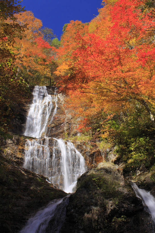 无人,竖图,室外,白天,仰视,旅游,度假,美景,瀑布,秋季,水,植物,叶子,长野县,日本,亚洲,许多,阴影,飞溅,湍急,溅,光线,液体,影子,景观,水滴,枯叶,落叶,娱乐,水珠,树,树木,黄色,红色,蓝色,绿色,蓝天,天空,阳光,自然,天,享受,休闲,景色,放松,生长,晴朗,成长,倾泻,倾注,喷洒,自然风光,东亚,本州,万里无云,本州岛,日本国,中部地方,长野,泼洒,叶,叶片,跌水,晴空,晴空万里,秋,秋天,彩图,低角度拍摄