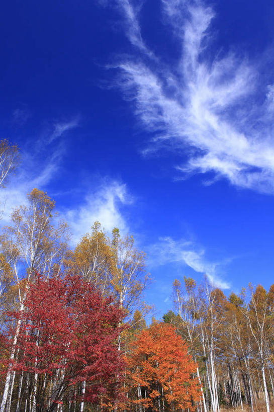 无人,竖图,室外,白天,仰视,旅游,度假,美景,秋季,树林,植物,叶子,长野县,日本,亚洲,许多,景观,云,云朵,枯叶,落叶,云彩,娱乐,树,树木,黄色,红色,蓝色,绿色,白云,蓝天,天空,自然,天,享受,休闲,景色,放松,生长,晴朗,成长,自然风光,东亚,本州,本州岛,日本国,中部地方,长野,叶,叶片,晴空,秋,秋天,彩图,低角度拍摄