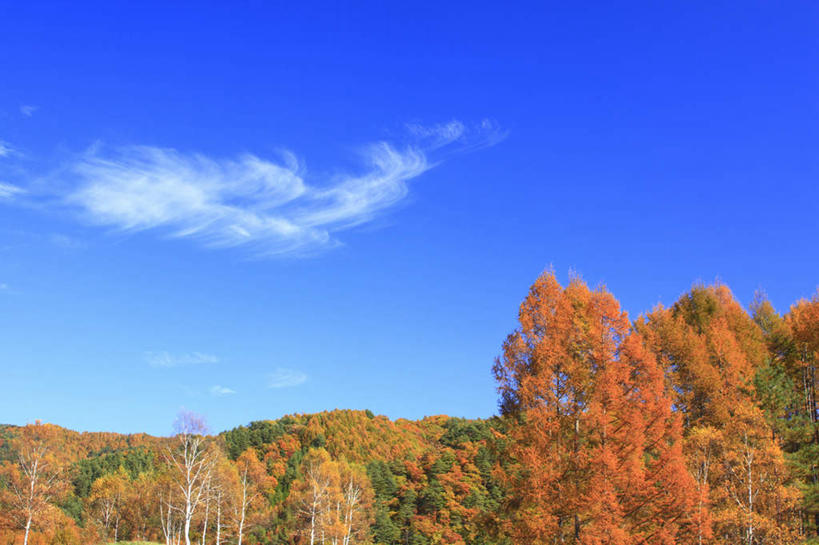 无人,横图,室外,白天,仰视,旅游,度假,美景,秋季,树林,植物,叶子,长野县,日本,亚洲,许多,景观,云,云朵,枯叶,落叶,云彩,娱乐,树,树木,黄色,红色,蓝色,绿色,白云,蓝天,天空,自然,天,享受,休闲,景色,放松,生长,晴朗,成长,自然风光,东亚,本州,本州岛,日本国,中部地方,长野,叶,叶片,晴空,秋,秋天,彩图,低角度拍摄
