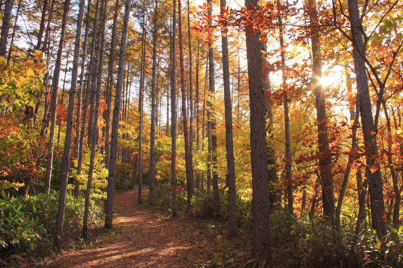 无人,横图,室外,白天,正面,旅游,度假,草地,美景,秋季,树林,太阳,植物,道路,路,叶子,长野县,日本,亚洲,一排,许多,阴影,整齐,光线,影子,景观,云,云朵,小路,枯叶,落叶,交通,云彩,娱乐,草,树,树木,排列,黄色,红色,蓝色,绿色,白云,蓝天,天空,阳光,自然,天,享受,休闲,景色,放松,生长,晴朗,成长,队列,自然风光,东亚,本州,本州岛,日本国,中部地方,长野,叶,叶片,晴空,秋,秋天,彩图