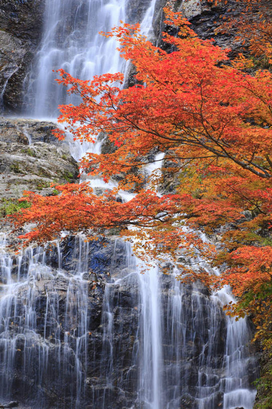 无人,竖图,室外,白天,仰视,旅游,度假,美景,瀑布,秋季,水,植物,叶子,长野县,日本,亚洲,许多,飞溅,湍急,溅,液体,景观,水滴,枯叶,落叶,娱乐,水珠,树,树木,黄色,红色,绿色,自然,享受,休闲,景色,放松,生长,成长,倾泻,倾注,喷洒,自然风光,东亚,本州,本州岛,日本国,中部地方,长野,泼洒,叶,叶片,跌水,秋,秋天,彩图,低角度拍摄