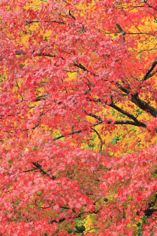 无人,竖图,室外,白天,仰视,旅游,度假,美景,秋季,植物,叶子,长野县,日本,亚洲,许多,景观,枯叶,落叶,娱乐,树,树木,黄色,红色,绿色,自然,享受,休闲,景色,放松,生长,成长,自然风光,东亚,本州,本州岛,日本国,中部地方,长野,叶,叶片,秋,秋天,彩图,低角度拍摄