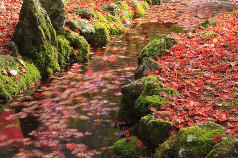 无人,横图,俯视,室外,白天,旅游,度假,河流,礁石,石头,美景,秋季,水,植物,叶子,长野县,日本,亚洲,一堆,许多,堆叠,堆积,漂浮,平静,石子,河水,景观,水流,枫叶,枯叶,落叶,苔藓,娱乐,黄色,红色,绿色,小溪,自然,溪水,享受,休闲,景色,安静,放松,枫树叶,堆,宁静,静谧,自然风光,东亚,本州,本州岛,日本国,中部地方,长野,镇静,冷静,沉静,安祥,僻静,清静,太平,叶,叶片,礁,石块,岩石,秋,秋天,彩图,高角度拍摄
