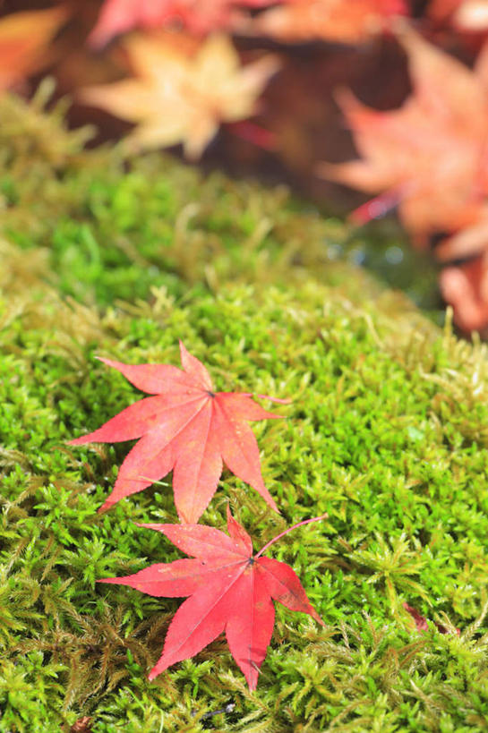 无人,竖图,俯视,室外,特写,白天,旅游,度假,美景,秋季,水,植物,叶子,长野县,日本,亚洲,许多,朦胧,模糊,平静,景观,水面,枫叶,枯叶,落叶,苔藓,娱乐,黄色,红色,绿色,自然,享受,休闲,景色,安静,放松,枫树叶,宁静,静谧,自然风光,东亚,本州,本州岛,日本国,中部地方,长野,镇静,冷静,沉静,安祥,僻静,清静,太平,叶,叶片,秋,秋天,彩图,高角度拍摄
