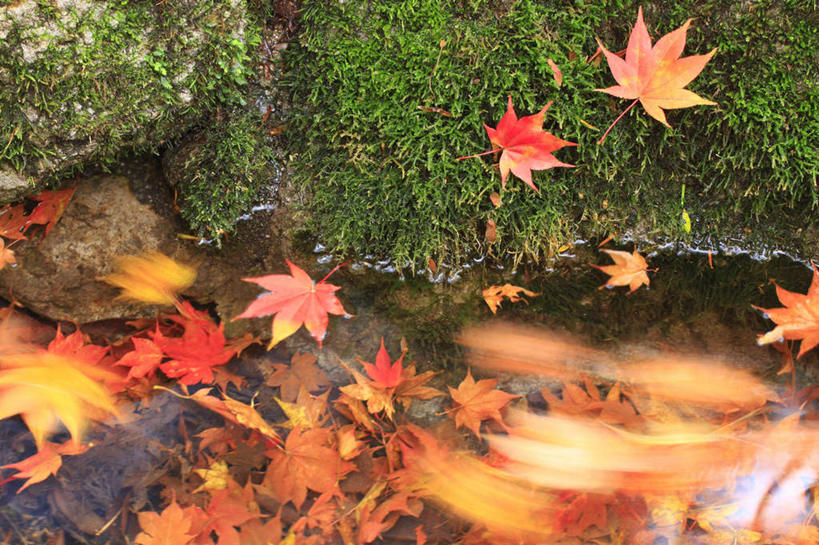 无人,横图,俯视,室外,特写,白天,旅游,度假,礁石,石头,美景,秋季,水,植物,叶子,长野县,日本,亚洲,许多,朦胧,模糊,石子,景观,水面,枫叶,枯叶,落叶,苔藓,飘落,娱乐,黄色,红色,绿色,自然,享受,休闲,景色,放松,流动,枫树叶,自然风光,流淌,东亚,本州,本州岛,日本国,中部地方,长野,叶,叶片,礁,石块,岩石,秋,秋天,彩图,高角度拍摄