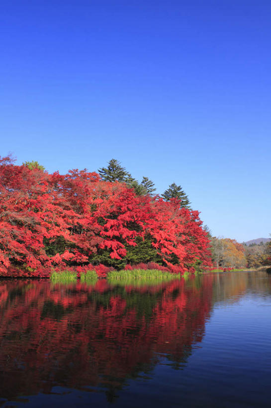 无人,竖图,室外,白天,正面,旅游,度假,湖,湖泊,美景,秋季,树林,水,植物,叶子,长野县,日本,亚洲,许多,波纹,平静,湖面,景观,水流,水面,枯叶,落叶,涟漪,娱乐,树,树木,红色,蓝色,绿色,倒影,蓝天,水纹,天空,自然,波浪,湖水,天,享受,休闲,景色,安静,放松,生长,晴朗,成长,宁静,静谧,自然风光,东亚,本州,万里无云,本州岛,日本国,中部地方,水晕,长野,镇静,冷静,沉静,轻井泽,安祥,僻静,清静,太平,叶,叶片,晴空,晴空万里,秋,秋天,彩图