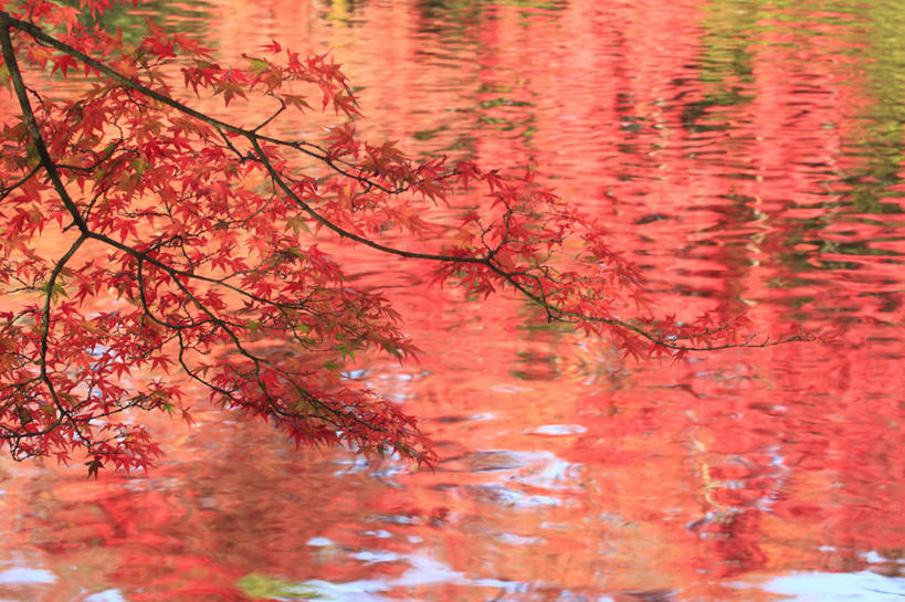 无人,横图,俯视,室外,特写,白天,旅游,度假,湖,湖泊,美景,秋季,水,叶子,长野县,日本,亚洲,波纹,朦胧,模糊,湖面,景观,水流,水面,枯叶,落叶,涟漪,娱乐,红色,蓝色,倒影,蓝天,水纹,天空,自然,波浪,湖水,天,享受,休闲,景色,放松,晴朗,自然风光,东亚,本州,万里无云,本州岛,日本国,中部地方,水晕,长野,叶,叶片,晴空,晴空万里,秋,秋天,彩图,高角度拍摄