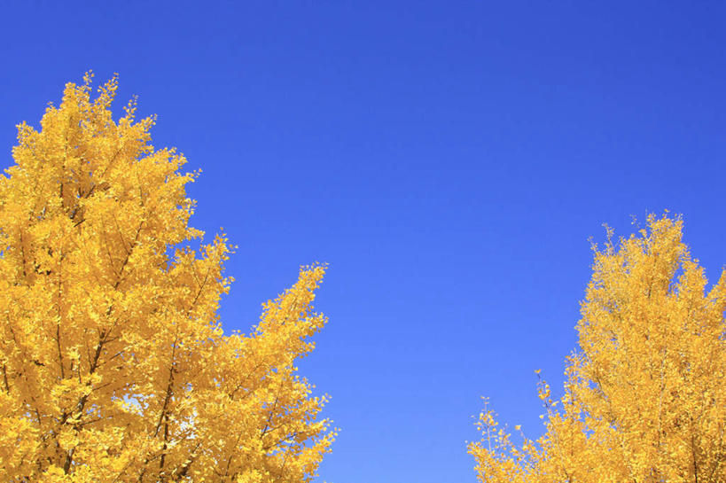 无人,横图,室外,白天,仰视,旅游,度假,美景,秋季,植物,银杏树,叶子,长野县,日本,亚洲,许多,景观,枯叶,草药,药草,娱乐,中药,树,树木,树叶,黄色,蓝色,绿色,蓝天,天空,自然,天,享受,休闲,银杏叶,景色,放松,生长,晴朗,成长,自然风光,药材,中草药,东亚,中药材,本草,本州,万里无云,本州岛,日本国,中部地方,长野,白果叶,鸭脚树,松本市,叶,叶片,晴空,晴空万里,秋,秋天,银杏,公孙树,白果,彩图,低角度拍摄