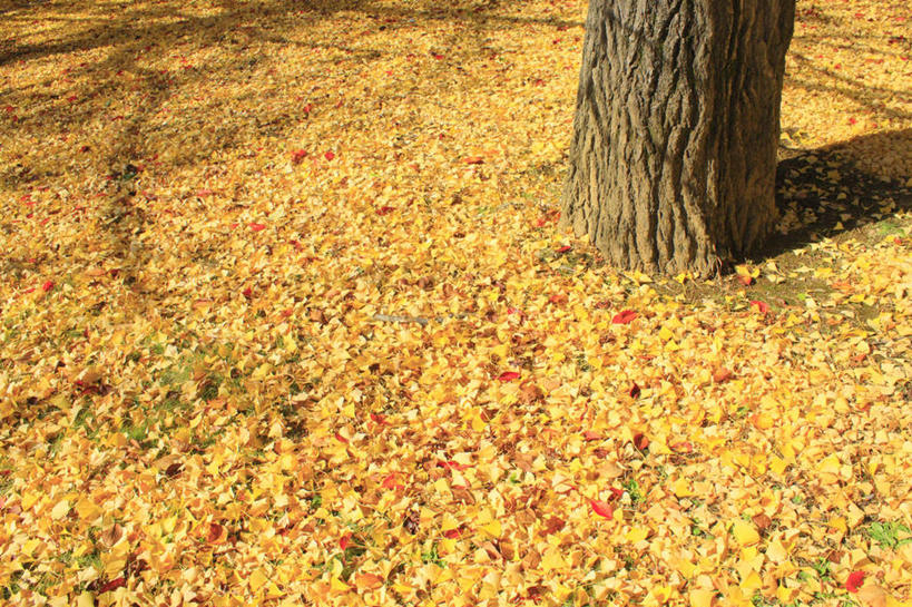 无人,横图,俯视,室外,白天,旅游,度假,美景,秋季,植物,银杏树,叶子,长野县,日本,亚洲,许多,阴影,光线,影子,景观,枯叶,落叶,草药,药草,娱乐,中药,树,树干,树木,树叶,黄色,绿色,阳光,自然,享受,休闲,银杏叶,景色,放松,生长,成长,自然风光,药材,中草药,东亚,中药材,本草,本州,本州岛,日本国,中部地方,长野,白果叶,鸭脚树,松本市,叶,叶片,秋,秋天,公孙树,彩图,高角度拍摄