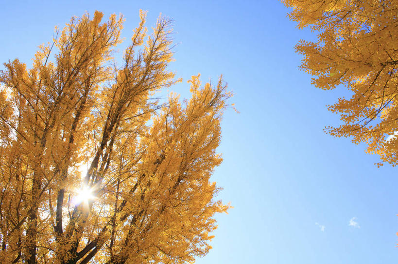 无人,横图,室外,白天,仰视,旅游,度假,美景,太阳,植物,银杏树,叶子,长野县,日本,亚洲,许多,阴影,光线,影子,景观,云,云朵,枯叶,草药,药草,云彩,娱乐,中药,树,树木,树叶,黄色,蓝色,绿色,白云,蓝天,天空,阳光,自然,天,享受,休闲,银杏叶,景色,放松,生长,晴朗,成长,自然风光,药材,中草药,东亚,中药材,本草,本州,本州岛,日本国,中部地方,长野,白果叶,鸭脚树,松本市,叶,叶片,晴空,秋,秋天,银杏,公孙树,白果,彩图,低角度拍摄