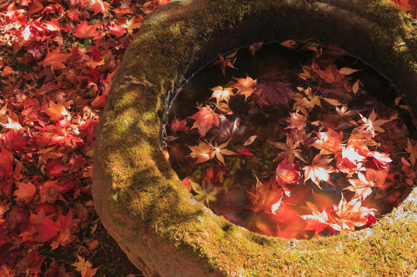 无人,横图,俯视,室外,特写,白天,旅游,度假,石头,美景,秋季,水,叶子,长野县,日本,亚洲,许多,阴影,浮,平静,光线,影子,景观,水面,枫叶,枯叶,落叶,娱乐,黄色,红色,阳光,自然,容器,享受,休闲,景色,安静,放松,飘,枫树叶,储藏,宁静,缸,储存,静谧,自然风光,东亚,本州,本州岛,日本国,中部地方,长野,镇静,冷静,沉静,安祥,僻静,清静,太平,石制品,叶,叶片,秋,秋天,彩图,高角度拍摄,贮存