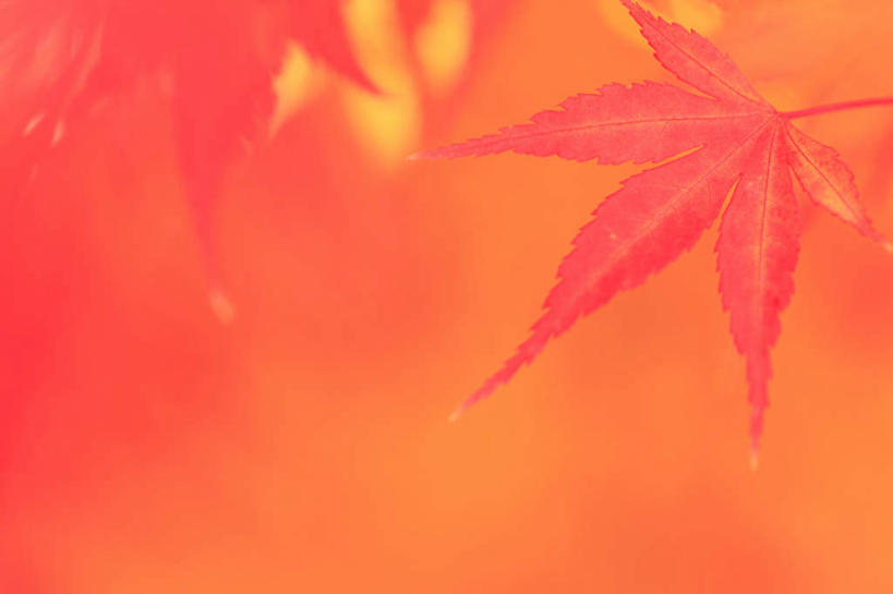 无人,横图,室外,特写,白天,仰视,旅游,度假,美景,秋季,叶子,长野县,日本,亚洲,一片,朦胧,模糊,景观,枫叶,枯叶,落叶,娱乐,黄色,红色,自然,享受,休闲,景色,放松,枫树叶,自然风光,东亚,本州,本州岛,日本国,中部地方,长野,叶,叶片,秋,秋天,彩图,低角度拍摄