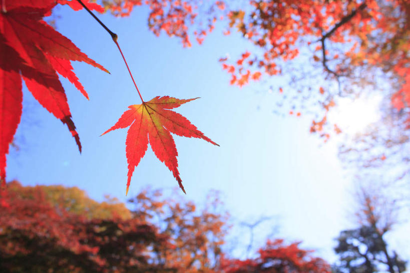 无人,横图,室外,白天,仰视,旅游,度假,美景,秋季,太阳,叶子,长野县,日本,亚洲,许多,阴影,光线,影子,景观,枫叶,枯叶,落叶,娱乐,黄色,红色,蓝色,蓝天,天空,阳光,自然,天,享受,休闲,景色,放松,晴朗,枫树叶,自然风光,东亚,本州,万里无云,本州岛,日本国,中部地方,长野,叶,叶片,晴空,晴空万里,秋,秋天,彩图,低角度拍摄