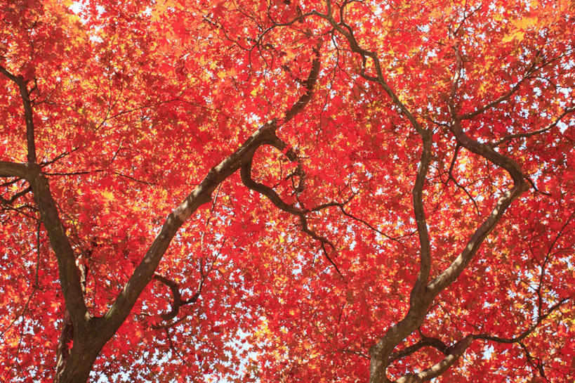 无人,横图,室外,白天,仰视,旅游,度假,美景,秋季,植物,枫树,叶子,长野县,日本,亚洲,许多,景观,枫叶,枯叶,落叶,娱乐,树,树木,黄色,红色,蓝色,绿色,蓝天,天空,自然,天,享受,休闲,景色,放松,生长,晴朗,成长,枫树叶,自然风光,东亚,本州,万里无云,本州岛,日本国,中部地方,长野,槭树,糖枫,糖槭,糖槭树,叶,叶片,晴空,晴空万里,秋,秋天,彩图,低角度拍摄