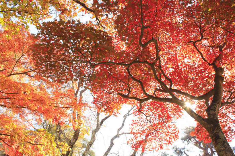 无人,横图,室外,白天,仰视,旅游,度假,美景,秋季,太阳,植物,枫树,叶子,长野县,日本,亚洲,许多,阴影,光线,影子,景观,枫叶,枯叶,落叶,娱乐,树,树木,黄色,红色,蓝色,绿色,蓝天,天空,阳光,自然,天,享受,休闲,景色,放松,生长,晴朗,成长,枫树叶,自然风光,东亚,本州,万里无云,本州岛,日本国,中部地方,长野,槭树,糖枫,糖槭,糖槭树,叶,叶片,晴空,晴空万里,秋,秋天,彩图,低角度拍摄