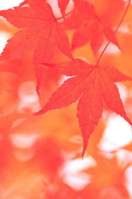 无人,竖图,室外,特写,白天,仰视,旅游,度假,美景,秋季,叶子,长野县,日本,亚洲,阴影,朦胧,模糊,光线,影子,景观,枫叶,枯叶,落叶,三片,娱乐,黄色,红色,蓝色,蓝天,天空,阳光,自然,天,享受,休闲,景色,放松,晴朗,枫树叶,自然风光,东亚,本州,万里无云,本州岛,日本国,中部地方,长野,叶,叶片,晴空,晴空万里,秋,秋天,彩图,低角度拍摄