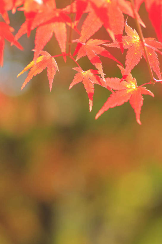 无人,竖图,室外,特写,白天,正面,旅游,度假,美景,秋季,叶子,长野县,日本,亚洲,许多,阴影,朦胧,模糊,光线,影子,景观,枫叶,枯叶,落叶,娱乐,黄色,红色,阳光,自然,享受,休闲,景色,放松,枫树叶,自然风光,东亚,本州,本州岛,日本国,中部地方,长野,叶,叶片,秋,秋天,彩图