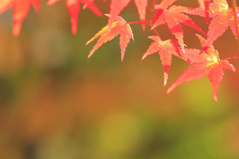 无人,横图,室外,特写,白天,正面,旅游,度假,美景,秋季,叶子,长野县,日本,亚洲,许多,阴影,朦胧,模糊,光线,影子,景观,枫叶,枯叶,落叶,娱乐,黄色,红色,阳光,自然,享受,休闲,景色,放松,枫树叶,自然风光,东亚,本州,本州岛,日本国,中部地方,长野,叶,叶片,秋,秋天,彩图