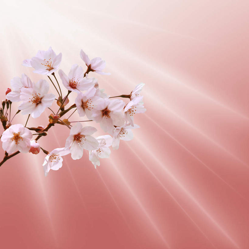 无人,方图,室外,特写,白天,仰视,旅游,度假,幸福,纯洁,美景,樱花,许多,粉色背景,梦幻,盛开,发光,光束,景观,光亮,花蕾,娱乐,花,花瓣,花朵,鲜花,白色,自然,花苞,花蕊,享受,休闲,景色,放松,等待,生命,未来,发亮,自然风光,特效,憧憬,仙樱花,福岛樱,青肤樱,高尚,热烈,荆桃,彩图,低角度拍摄