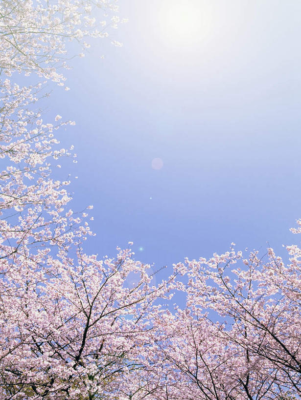 无人,竖图,室外,白天,正面,仰视,旅游,度假,幸福,纯洁,美景,太阳,植物,樱花,日本,亚洲,许多,阴影,盛开,光线,影子,景观,樱花树,千叶县,花蕾,娱乐,花,花瓣,花朵,鲜花,树,树木,粉色,蓝色,绿色,蓝天,天空,阳光,自然,天,花苞,花蕊,享受,休闲,景色,放松,生长,晴朗,成长,等待,生命,自然风光,东亚,本州,万里无云,关东地方,本州岛,日本国,仙樱花,福岛樱,青肤樱,高尚,千叶,热烈,晴空,晴空万里,荆桃,低角度拍摄