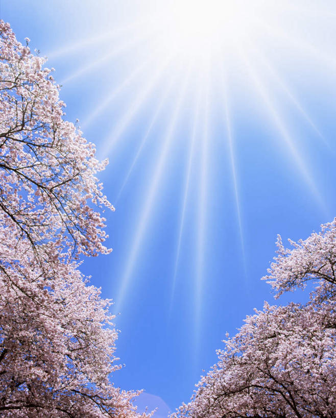 无人,竖图,室外,白天,正面,仰视,旅游,度假,幸福,纯洁,美景,太阳,植物,樱花,日本,亚洲,许多,阴影,盛开,光线,影子,景观,樱花树,千叶县,花蕾,娱乐,花,花瓣,花朵,鲜花,树,树木,粉色,蓝色,绿色,蓝天,天空,阳光,自然,天,花苞,花蕊,享受,休闲,景色,放松,生长,晴朗,成长,等待,生命,自然风光,东亚,本州,万里无云,关东地方,本州岛,日本国,仙樱花,福岛樱,青肤樱,高尚,千叶,热烈,晴空,晴空万里,荆桃,低角度拍摄