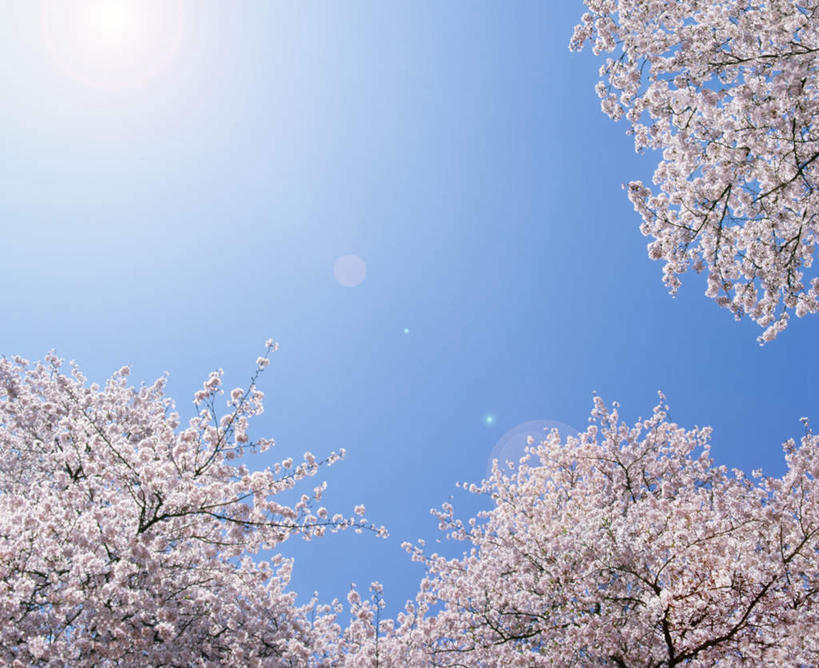 无人,横图,室外,白天,正面,仰视,旅游,度假,幸福,纯洁,美景,太阳,植物,樱花,日本,亚洲,许多,阴影,盛开,光线,影子,景观,樱花树,千叶县,花蕾,娱乐,花,花瓣,花朵,鲜花,树,树木,粉色,蓝色,绿色,蓝天,天空,阳光,自然,天,花苞,花蕊,享受,休闲,景色,放松,生长,晴朗,成长,等待,生命,自然风光,东亚,本州,万里无云,关东地方,本州岛,日本国,仙樱花,福岛樱,青肤樱,高尚,千叶,热烈,晴空,晴空万里,荆桃,低角度拍摄