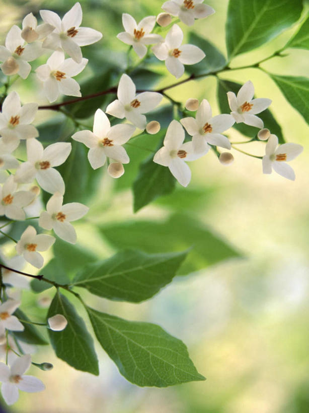 无人,竖图,室外,特写,白天,仰视,旅游,度假,花海,花圃,美景,植物,叶子,日本,亚洲,许多,朦胧,模糊,盛开,景观,千叶县,花蕾,娱乐,花,花瓣,花朵,花卉,鲜花,绿色,白色,自然,花丛,花束,花田,花苞,花蕊,享受,休闲,景色,放松,自然风光,东亚,本州,关东地方,本州岛,日本国,千叶,野茉莉,彩图,低角度拍摄