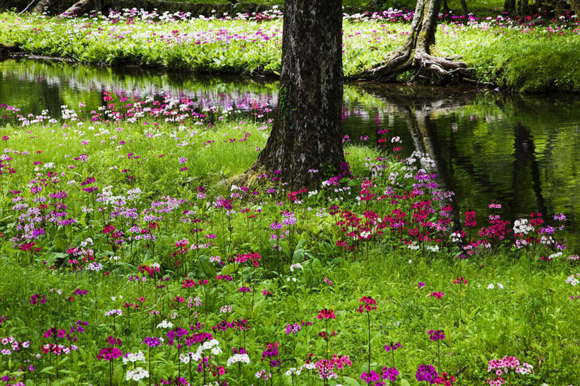 无人,横图,室外,白天,正面,旅游,度假,草地,湖,湖泊,花海,花圃,美景,水,植物,报春花,叶子,日本,亚洲,许多,阴影,波纹,盛开,光线,影子,湖面,景观,水流,水面,涟漪,倒下,花蕾,娱乐,草,花,花瓣,花朵,花卉,鲜花,树干,绿色,紫色,水纹,阳光,自然,波浪,湖水,花丛,花束,花田,花苞,花蕊,享受,休闲,景色,放松,自然风光,东亚,本州,关东地方,本州岛,日本国,栃木,栃木县,水晕,樱草,年景花,四季报春,彩图