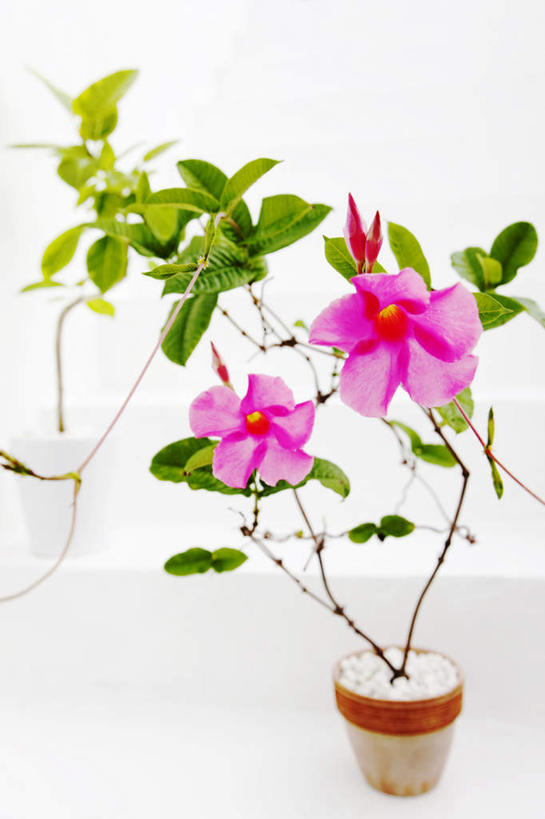 无人,竖图,俯视,室内,特写,白天,白色背景,植物,花瓶,叶子,阴影,装饰,盛开,反射,盆栽,影子,陶瓷,绿叶,盆景,陶瓷制品,花蕾,花,花瓣,花朵,鲜花,两朵,一个,粉色,黄色,绿色,自然,瓶子,花苞,花蕊,嫩叶,摄影,影棚,生长,单个,成长,华丽,修饰,点缀,衬托,美观,雅致,雅观,叶,叶片,彩图,高角度拍摄,影棚拍摄,拍摄