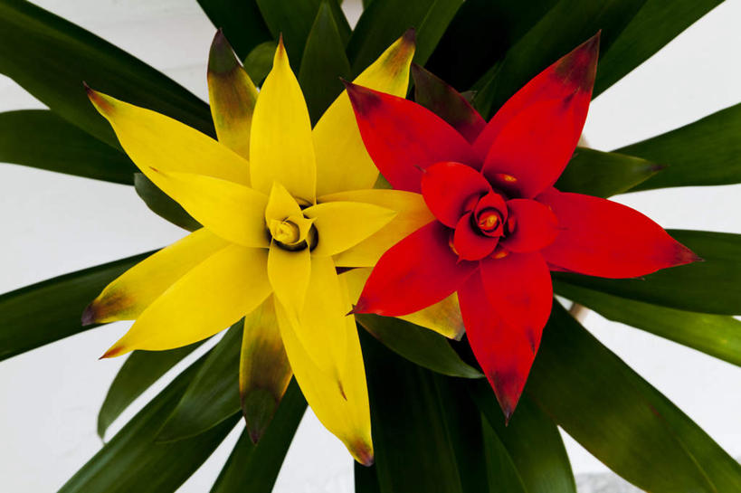 无人,横图,俯视,室内,特写,白天,白色背景,叶子,阴影,盛开,反射,影子,绿叶,花蕾,花,花瓣,花朵,鲜花,两朵,黄色,红色,花苞,花蕊,嫩叶,摄影,影棚,果子蔓,擎天凤梨,西洋凤梨,叶,叶片,彩图,高角度拍摄,影棚拍摄,拍摄