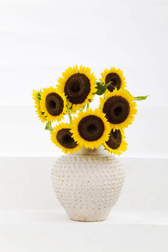 无人,竖图,室内,特写,白天,白色背景,正面,爱情,幸福,太阳,向日葵,花瓶,叶子,许多,装饰,盛开,陶瓷,咖啡色,绿叶,陶瓷制品,花蕾,花,花瓣,花朵,鲜花,一个,黄色,白色,瓶子,花苞,花蕊,嫩叶,摄影,影棚,单个,华丽,修饰,点缀,光辉,沉默,忠诚,衬托,美观,雅致,雅观,勇敢,投缘,爱慕,高傲,朝阳花,葵花,望日莲,向阳花,转日莲,叶,叶片,彩图,影棚拍摄,拍摄