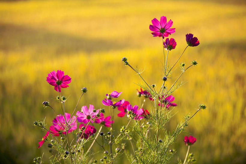 无人,横图,室外,特写,白天,正面,旅游,度假,自由,幸福,草地,草坪,美景,山,山脉,植物,叶子,日本,亚洲,许多,朦胧,模糊,盛开,景观,山峰,云,云朵,波斯菊,绿叶,山峦,花蕾,云彩,娱乐,草,花,花瓣,花朵,鲜花,粉色,蓝色,绿色,白云,蓝天,天空,自然,群山,天,花苞,花蕊,清洁,享受,休闲,嫩叶,菊花,景色,放松,大波斯菊,晴朗,吉祥,自然风光,东亚,本州,关东地方,本州岛,日本国,栃木,栃木县,高洁,秋英,格桑花,秋樱,扫帚梅,八瓣梅,初恋,多情,叶,叶片,晴空,彩图,时光