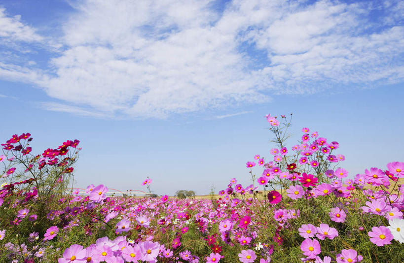 无人,横图,室外,白天,仰视,旅游,度假,自由,幸福,草地,花海,花圃,美景,植物,叶子,东京,日本,亚洲,许多,盛开,景观,云,云朵,波斯菊,花蕾,云彩,娱乐,草,花,花瓣,花朵,花卉,鲜花,粉色,蓝色,绿色,白云,蓝天,天空,自然,花丛,花束,花田,天,花苞,花蕊,清洁,享受,休闲,菊花,景色,放松,大波斯菊,晴朗,吉祥,自然风光,东亚,本州,关东地方,本州岛,日本国,东京都,高洁,秋英,县厅,港区,东京市,格桑花,秋樱,扫帚梅,八瓣梅,初恋,多情,晴空,彩图,低角度拍摄,时光