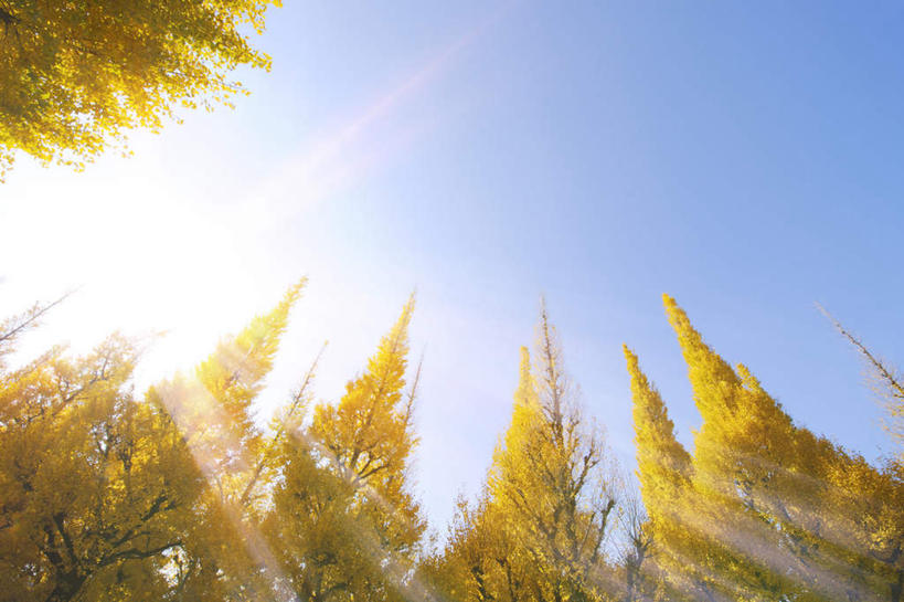 无人,横图,室外,白天,仰视,旅游,度假,美景,秋季,植物,银杏树,叶子,东京,日本,亚洲,阴影,梦幻,发光,光束,光线,影子,景观,草药,药草,光亮,娱乐,中药,树叶,黄色,蓝色,蓝天,天空,阳光,自然,天,享受,休闲,银杏叶,景色,放松,晴朗,未来,发亮,自然风光,药材,中草药,东亚,憧憬,中药材,本草,本州,万里无云,关东地方,本州岛,日本国,东京都,县厅,港区,东京市,白果叶,鸭脚树,叶片,晴空,晴空万里,秋,秋天,银杏,公孙树,白果,彩图,低角度拍摄