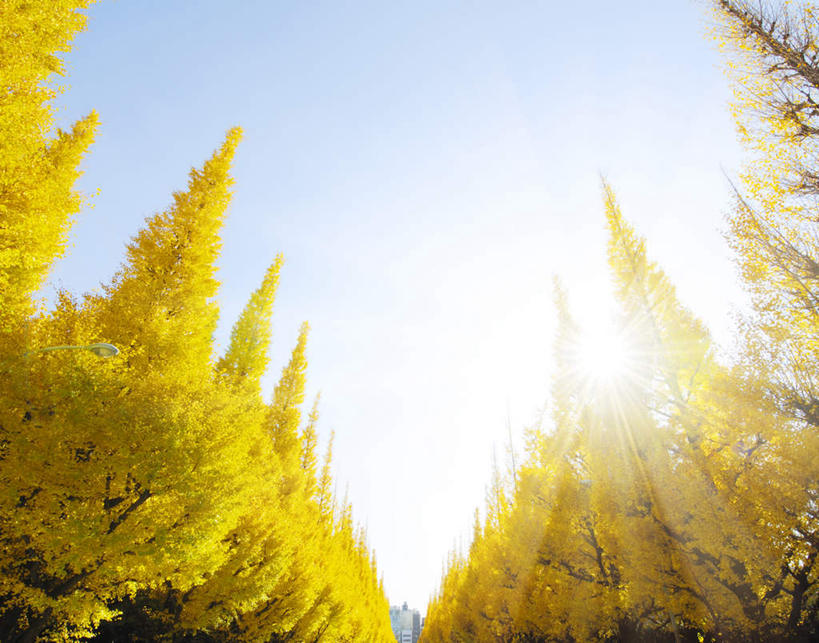 无人,横图,室外,白天,仰视,旅游,度假,美景,秋季,植物,银杏树,叶子,东京,日本,亚洲,阴影,梦幻,发光,光束,光线,影子,景观,草药,药草,光亮,娱乐,中药,树叶,黄色,蓝色,蓝天,天空,阳光,自然,天,享受,休闲,银杏叶,景色,放松,晴朗,未来,发亮,自然风光,药材,中草药,东亚,憧憬,中药材,本草,本州,万里无云,关东地方,本州岛,日本国,东京都,县厅,港区,东京市,白果叶,鸭脚树,叶片,晴空,晴空万里,秋,秋天,银杏,公孙树,白果,彩图,低角度拍摄