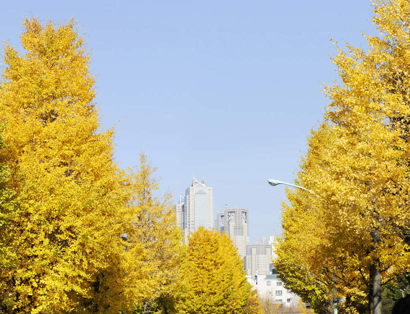 无人,横图,室外,白天,仰视,旅游,度假,美景,秋季,植物,银杏树,叶子,东京,日本,亚洲,阴影,光线,影子,景观,草药,药草,娱乐,中药,树叶,黄色,蓝色,蓝天,天空,阳光,自然,天,享受,休闲,银杏叶,景色,放松,晴朗,自然风光,药材,中草药,东亚,憧憬,中药材,本草,本州,万里无云,关东地方,本州岛,日本国,东京都,涩谷,涉谷,白果叶,鸭脚树,涩谷区,叶片,晴空,晴空万里,秋,秋天,银杏,公孙树,白果,彩图,低角度拍摄