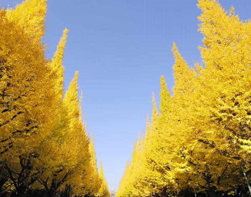 无人,横图,室外,白天,仰视,旅游,度假,美景,秋季,植物,银杏树,叶子,东京,日本,亚洲,阴影,光线,影子,景观,草药,药草,娱乐,中药,树叶,黄色,蓝色,蓝天,天空,阳光,自然,天,享受,休闲,银杏叶,景色,放松,晴朗,自然风光,药材,中草药,东亚,憧憬,中药材,本草,本州,万里无云,关东地方,本州岛,日本国,东京都,县厅,港区,东京市,白果叶,鸭脚树,叶片,晴空,晴空万里,秋,秋天,银杏,公孙树,白果,彩图,低角度拍摄