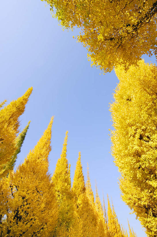 无人,竖图,室外,白天,仰视,旅游,度假,美景,秋季,植物,银杏树,叶子,东京,日本,亚洲,阴影,光线,影子,景观,草药,药草,娱乐,中药,树叶,黄色,蓝色,蓝天,天空,阳光,自然,天,享受,休闲,银杏叶,景色,放松,晴朗,自然风光,药材,中草药,东亚,憧憬,中药材,本草,本州,万里无云,关东地方,本州岛,日本国,东京都,县厅,港区,东京市,白果叶,鸭脚树,叶片,晴空,晴空万里,秋,秋天,银杏,公孙树,白果,彩图,低角度拍摄