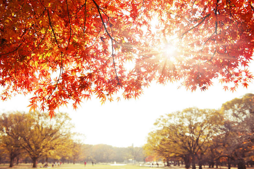 无人,横图,室外,白天,仰视,旅游,度假,草地,草坪,美景,秋季,太阳,植物,枫树,叶子,东京,日本,亚洲,许多,阴影,光线,影子,景观,枫叶,枯叶,落叶,娱乐,草,树,树木,黄色,红色,蓝色,绿色,蓝天,天空,阳光,自然,天,享受,休闲,景色,放松,生长,晴朗,成长,枫树叶,自然风光,东亚,本州,万里无云,关东地方,本州岛,日本国,东京都,槭树,涩谷,涉谷,鸡爪槭,涩谷区,叶,叶片,晴空,晴空万里,秋,秋天,鸡爪枫,彩图,低角度拍摄