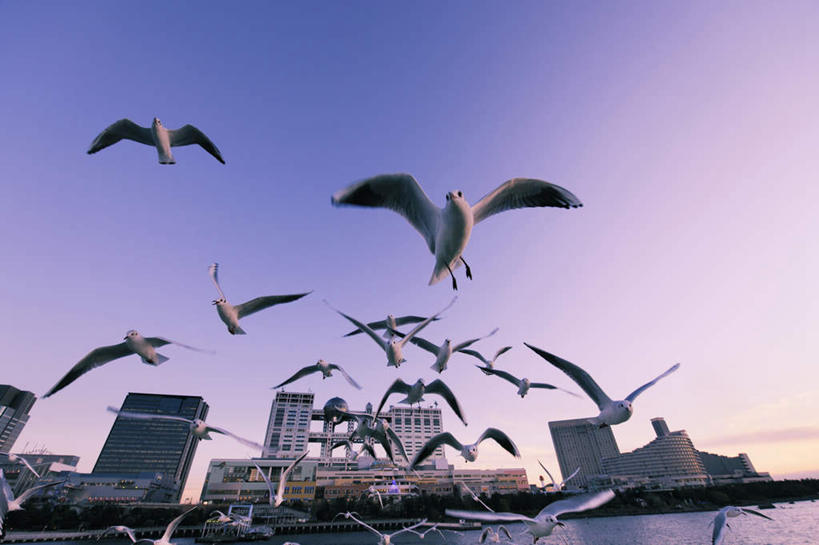 无人,高楼大厦,横图,室外,白天,仰视,度假,海浪,海洋,美景,日落,植物,城市风光,城市,大厦,建筑,摩天大楼,海鸟,海鸥,鸟,东京,日本,亚洲,许多,飞翔,平静,飞行,鸟类,景观,浪花,晚霞,霞光,建筑群,彩虹大桥,翱翔,娱乐,建设,飞舞,树,树木,蓝色,绿色,倒影,蓝天,天空,自然,海水,黄昏,天,享受,休闲,景色,彩霞,安静,放松,生长,晴朗,成长,宁静,航行,静谧,飘动,海景,东亚,本州,万里无云,关东地方,本州岛,日本国,东京都,镇静,日本彩虹大桥,灯火辉煌,冷静,沉静,遨游,漫游,繁荣,安祥,僻静,清静,太平,大海,风浪,海,海水的波动,近岸浪,涌浪,晴空,晴空万里,夕阳,彩图,低角度拍摄,全身,大楼,高层建筑,高楼,摩天楼