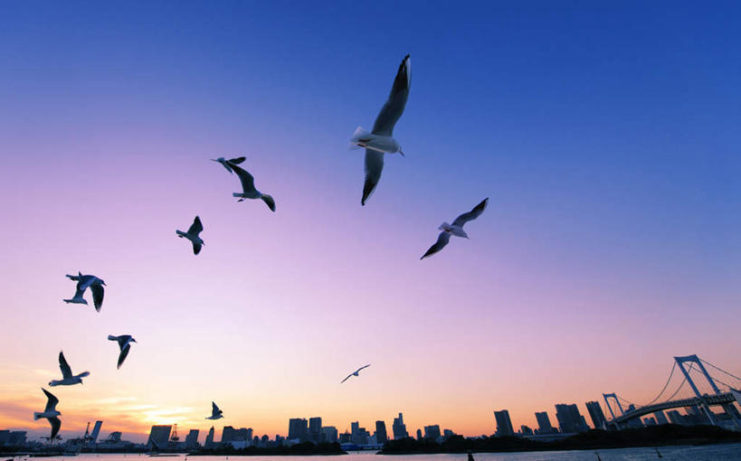 无人,高楼大厦,横图,室外,白天,仰视,度假,海浪,海洋,美景,日落,植物,城市风光,城市,大桥,大厦,建筑,立交桥,摩天大楼,桥梁,海鸟,海鸥,鸟,东京,日本,亚洲,许多,飞翔,平静,飞行,鸟类,景观,浪花,晚霞,霞光,高架,建筑群,斜拉桥,桥,彩虹大桥,翱翔,娱乐,建设,飞舞,树,树木,蓝色,绿色,倒影,蓝天,天空,自然,海水,黄昏,天,享受,休闲,景色,彩霞,安静,放松,生长,晴朗,成长,宁静,航行,静谧,飘动,海景,东亚,本州,万里无云,关东地方,本州岛,日本国,东京都,镇静,日本彩虹大桥,灯火辉煌,冷静,沉静,遨游,漫游,繁荣,安祥,僻静,清静,太平,大海,风浪,海,海水的波动,近岸浪,涌浪,晴空,晴空万里,夕阳,彩图,低角度拍摄,全身,大楼,高层建筑,高楼,摩天楼