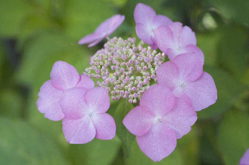 无人,横图,俯视,室外,特写,白天,旅游,度假,骄傲,美景,八仙花,叶子,神奈川,日本,亚洲,许多,朦胧,模糊,盛开,景观,绿叶,神奈川县,花蕾,娱乐,花,花瓣,花朵,鲜花,紫色,自然,花苞,花蕊,绣球花,享受,休闲,嫩叶,景色,放松,紫阳花,洋绣球,自然风光,东亚,镰仓,本州,关东地方,本州岛,日本国,草绣球,斗球,七变化,粉团花,善变,叶,叶片,彩图,高角度拍摄