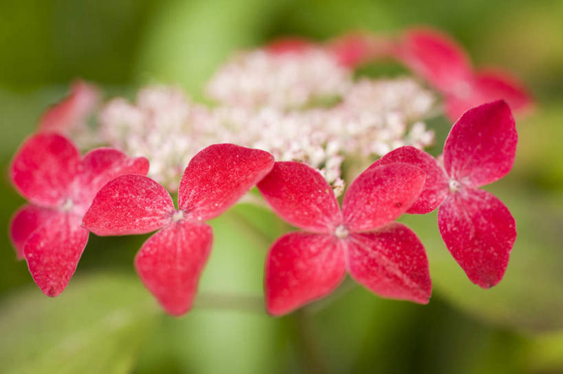 无人,横图,俯视,室外,特写,白天,旅游,度假,骄傲,花海,花圃,美景,植物,八仙花,叶子,神奈川,日本,亚洲,许多,朦胧,模糊,盛开,景观,神奈川县,花蕾,娱乐,花,花瓣,花朵,花卉,鲜花,红色,绿色,自然,花丛,花束,花田,花苞,花蕊,绣球花,享受,休闲,景色,放松,紫阳花,洋绣球,自然风光,东亚,镰仓,本州,关东地方,本州岛,日本国,草绣球,斗球,七变化,粉团花,善变,彩图,高角度拍摄