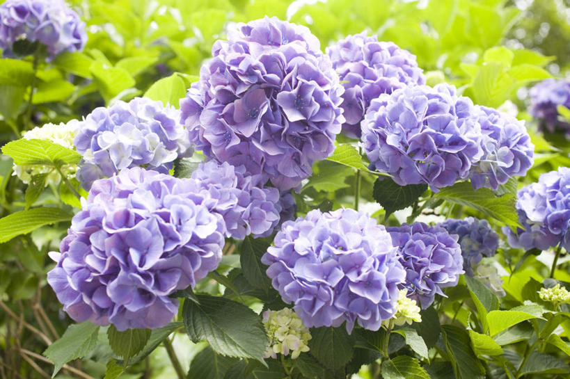 无人,横图,俯视,室外,特写,白天,旅游,度假,骄傲,花海,花圃,美景,植物,八仙花,叶子,神奈川,日本,亚洲,许多,阴影,朦胧,模糊,盛开,光线,影子,景观,神奈川县,花蕾,娱乐,花,花瓣,花朵,花卉,鲜花,绿色,紫色,阳光,自然,花丛,花束,花田,花苞,花蕊,绣球花,享受,休闲,景色,放松,紫阳花,洋绣球,自然风光,东亚,镰仓,本州,关东地方,本州岛,日本国,草绣球,斗球,七变化,粉团花,善变,彩图,高角度拍摄