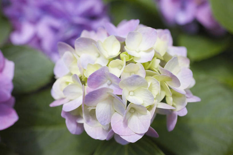 无人,横图,俯视,室外,特写,白天,旅游,度假,骄傲,花海,花圃,美景,植物,八仙花,叶子,神奈川,日本,亚洲,许多,朦胧,模糊,盛开,景观,神奈川县,花蕾,娱乐,花,花瓣,花朵,花卉,鲜花,绿色,紫色,白色,自然,花丛,花束,花田,花苞,花蕊,绣球花,享受,休闲,景色,放松,紫阳花,洋绣球,自然风光,东亚,镰仓,本州,关东地方,本州岛,日本国,草绣球,斗球,七变化,粉团花,善变,彩图,高角度拍摄