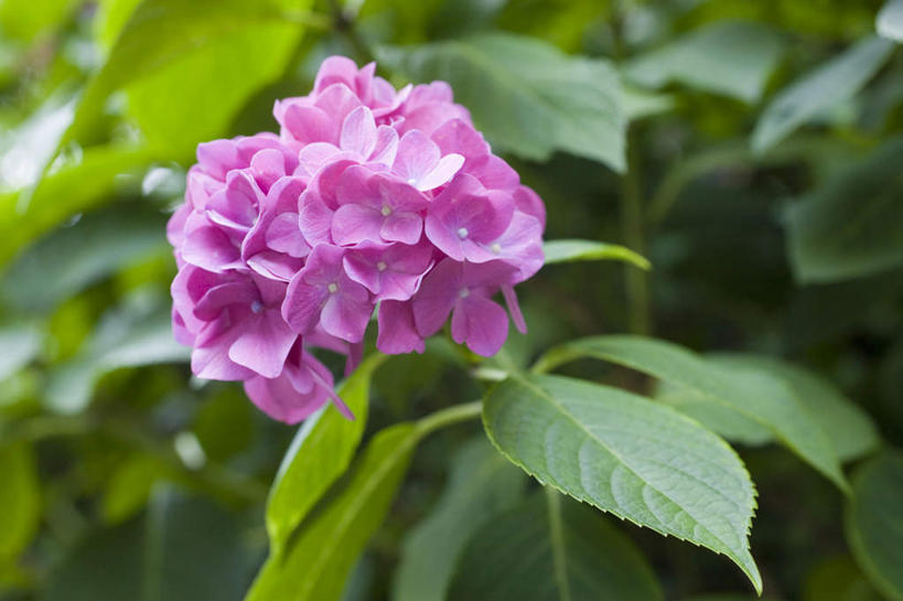 无人,横图,俯视,室外,特写,白天,旅游,度假,骄傲,花海,花圃,美景,植物,八仙花,叶子,神奈川,日本,亚洲,许多,朦胧,模糊,盛开,景观,神奈川县,花蕾,娱乐,花,花瓣,花朵,花卉,鲜花,绿色,紫色,自然,花丛,花束,花田,花苞,花蕊,绣球花,享受,休闲,景色,放松,紫阳花,洋绣球,自然风光,东亚,镰仓,本州,关东地方,本州岛,日本国,草绣球,斗球,七变化,粉团花,善变,彩图,高角度拍摄